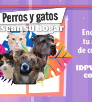 Ya está habilitado el portal “Perros y gatos buscan su hogar” 